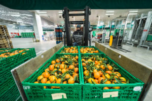 caisse clémentine entrepôt fruis